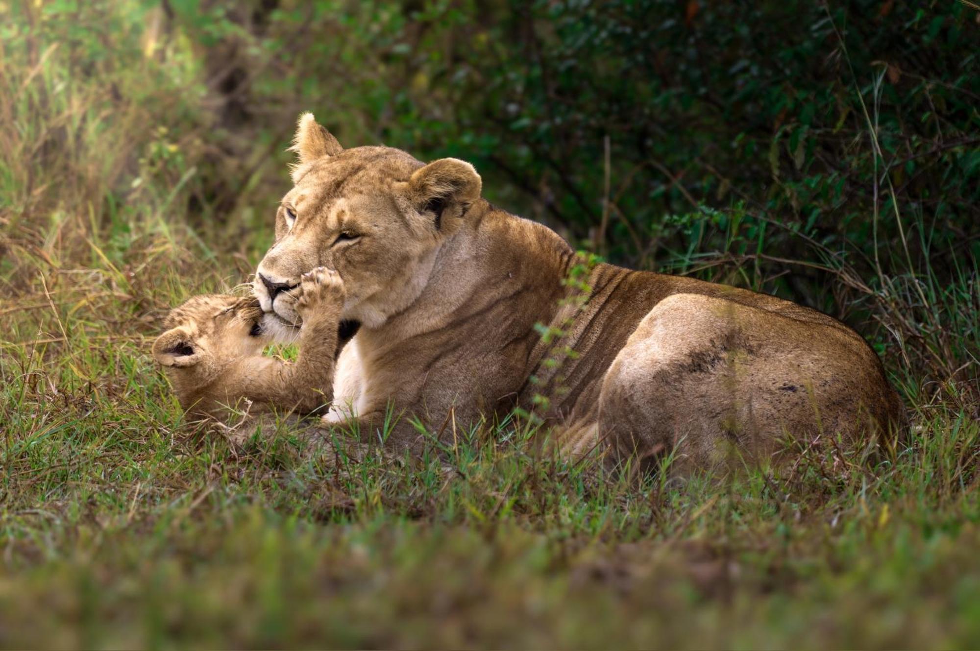 Olkinyei Mara Tented Camp Talek Eksteriør billede