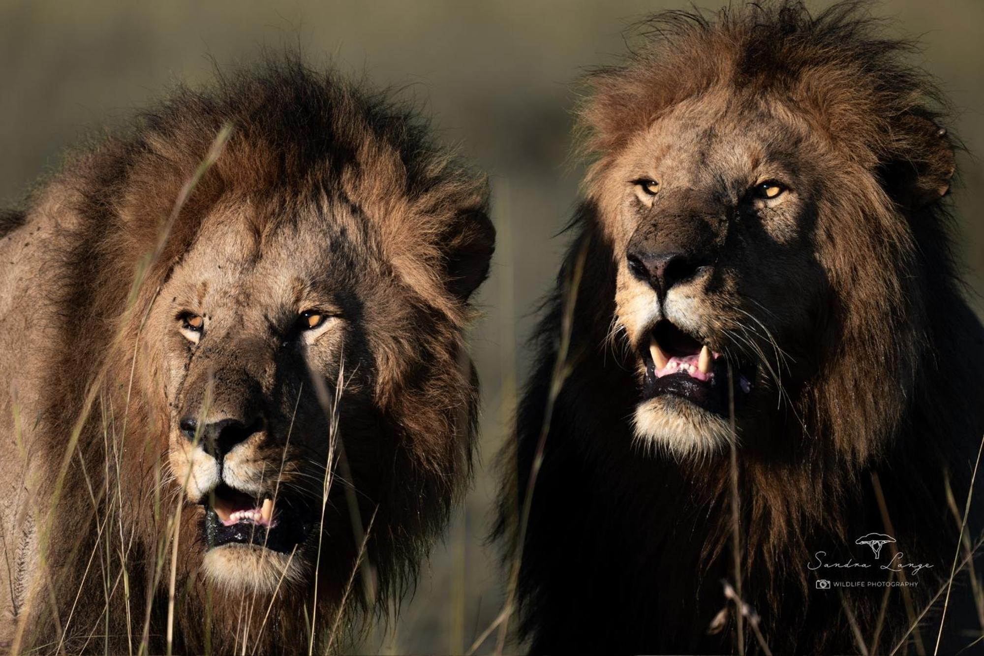 Olkinyei Mara Tented Camp Talek Eksteriør billede