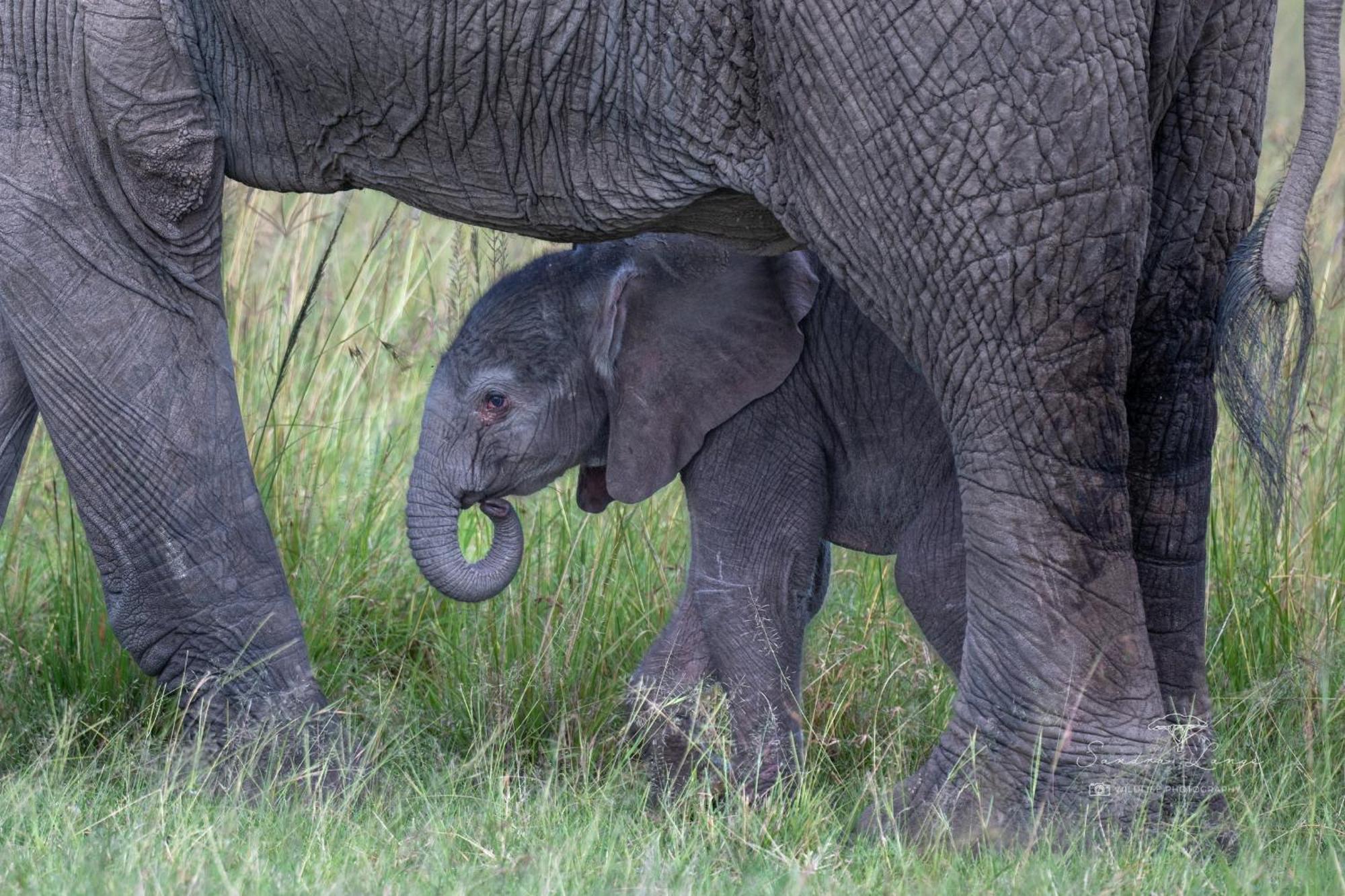 Olkinyei Mara Tented Camp Talek Eksteriør billede
